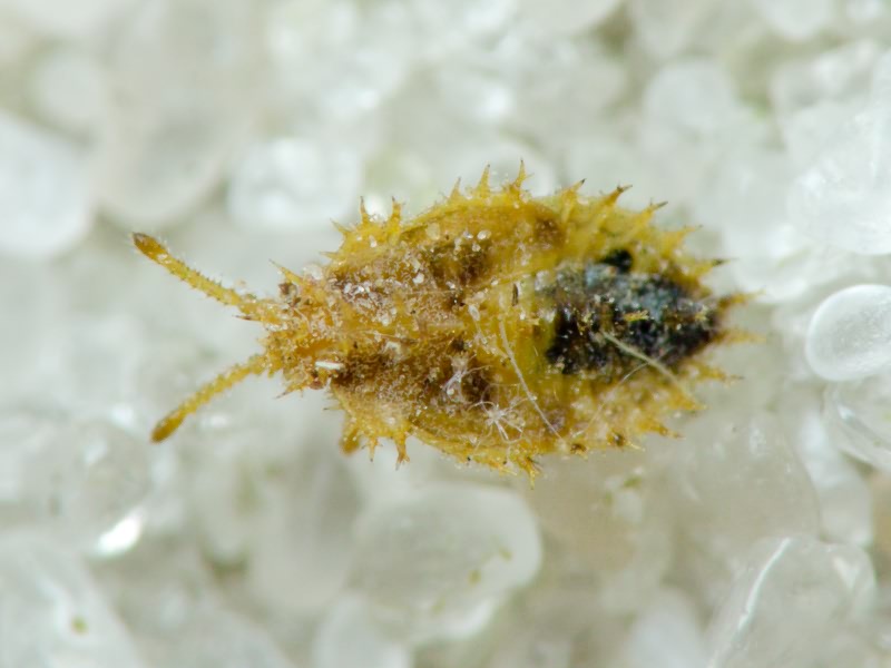 Lasiacantha capucina (Germar, 1837)